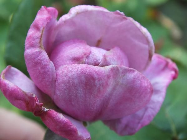  photo Paradise_zps953cbb06.jpg